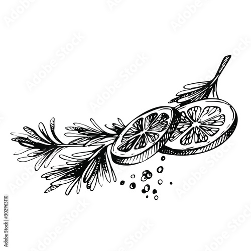 Hand drawn Sketch spice. Lemon and Herbs. lemon with rosmary and pepper isolated on white