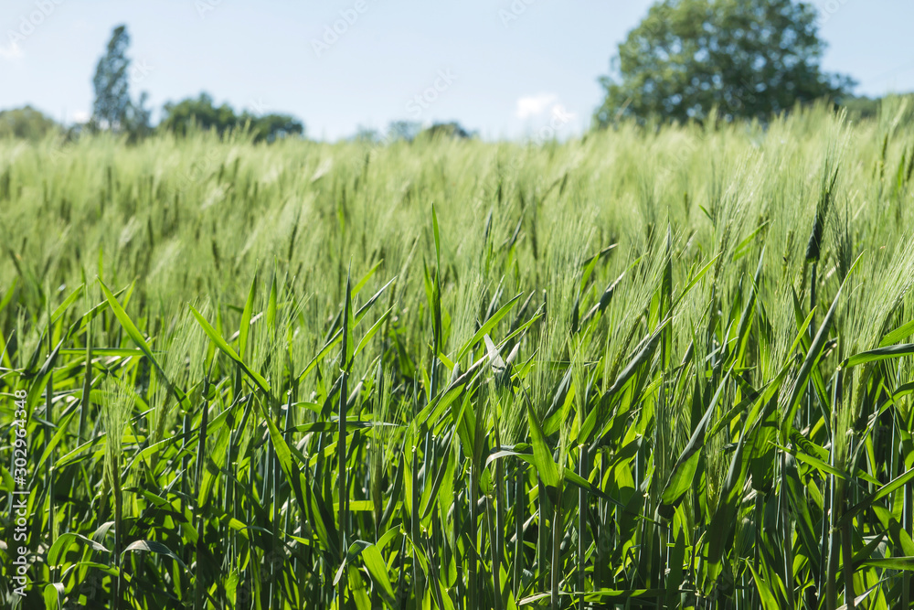 Green barley field in the belgian countryside Green barley field in the belgian countryside