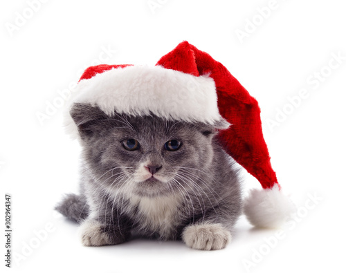 Cat in a Christmas hat.