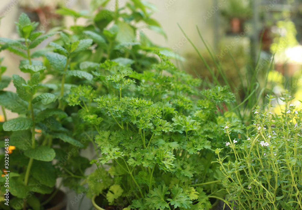 Plantes aromatiques en terrasse de jardin