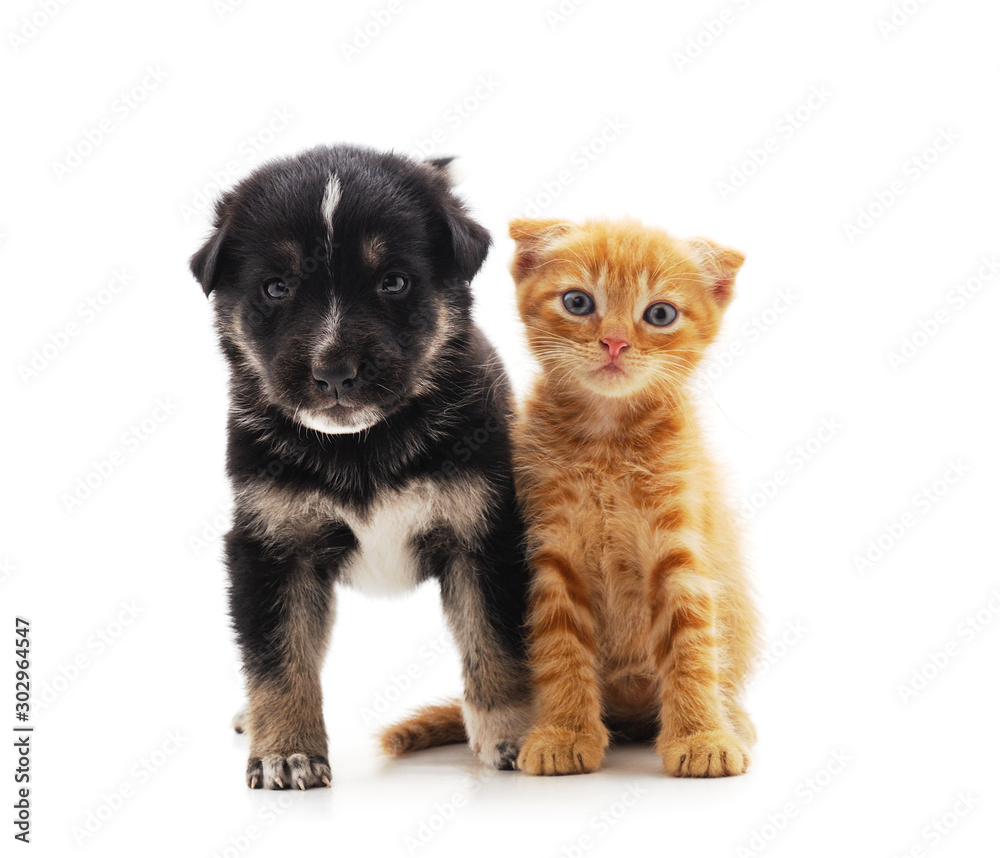 Small cat and puppy.