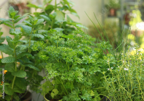 Plantes aromatiques en terrasse de jardin