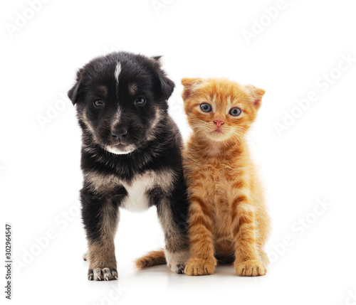 Small cat and puppy. © ANASTASIIA