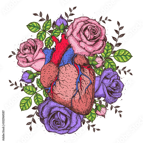 Heart and rose flower hand drawn. Vintage vector illustration. Anatomical heart. Isolated colorful heart illustration.