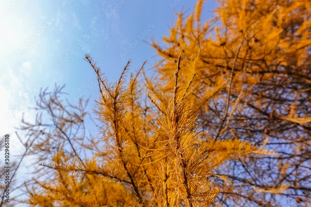 Dry coniferous branches opposite the sky. Ecological disaster. Drought. Dry coniferous branches opposite the sky. Ecological disaster. Drought.