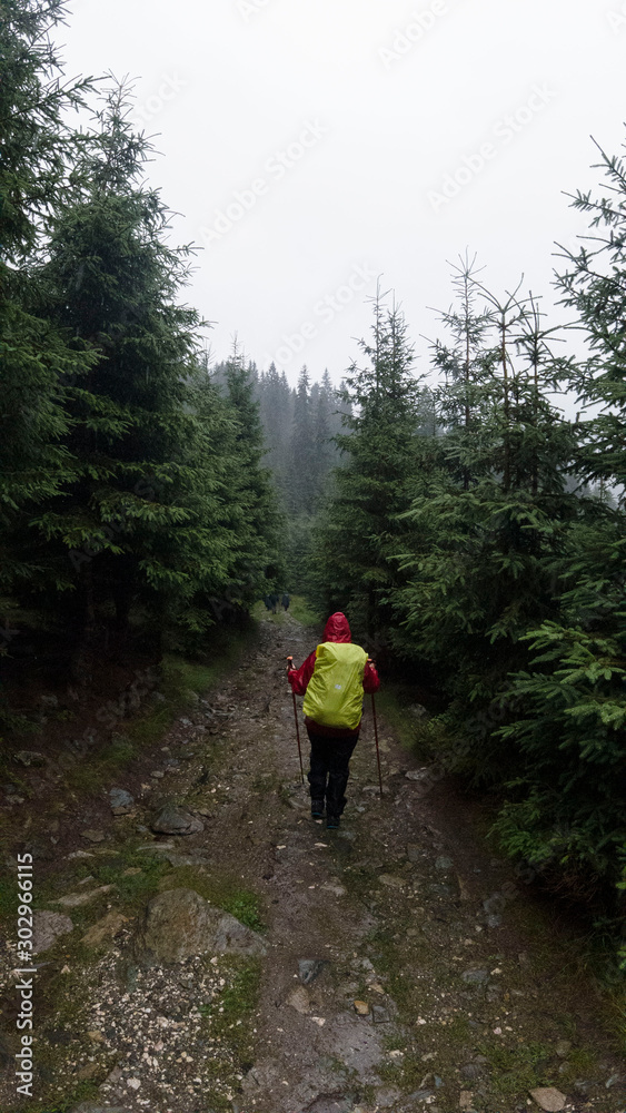 Walking in the forest though rain Walking in the forest though rain