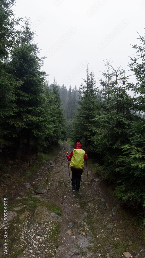 Walking in the forest though rain