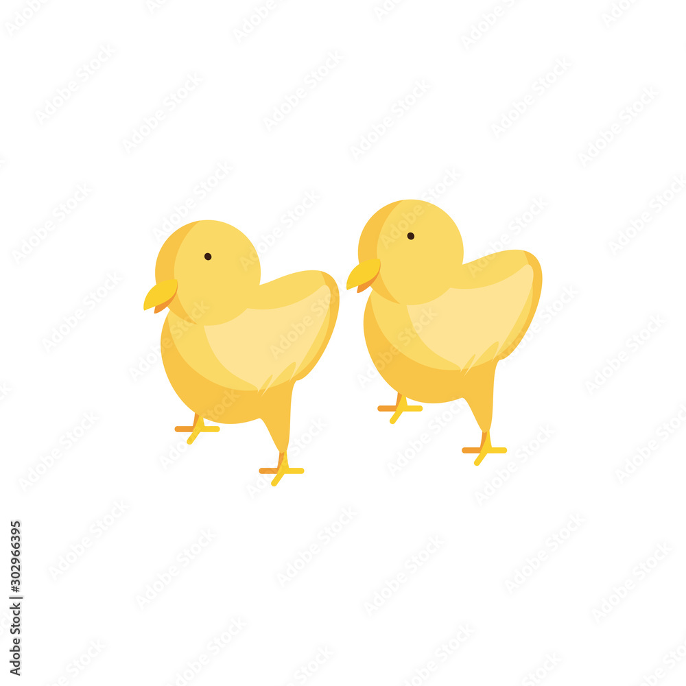 cute chickens on white background