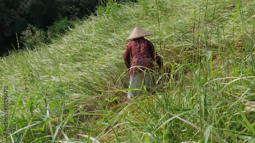 Rice fields, worker in traditional clothing, Vietnamese-style hat