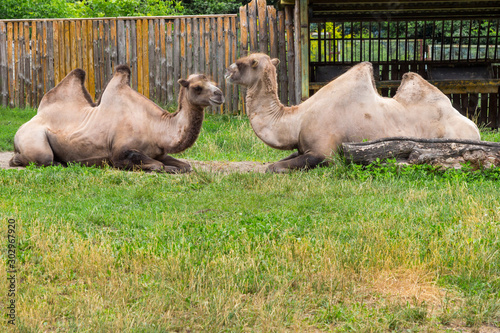 Environmental protection, zoo. Two two-humped camels lie on the grass, looking at each other. © 201122