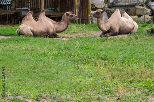 Environmental protection, zoo. Two two-humped camels lie on the grass, looking at each other. © 201122
