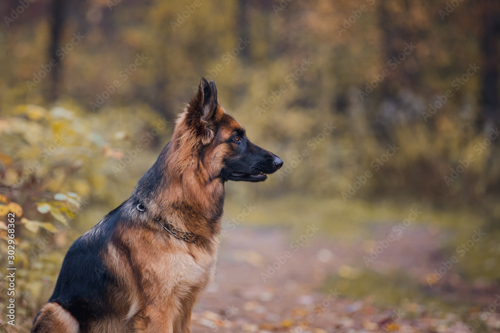 young long haired female german shepherd dog sitting on the road in daytime in autumn young long haired female german shepherd dog sitting on the road in daytime in autumn