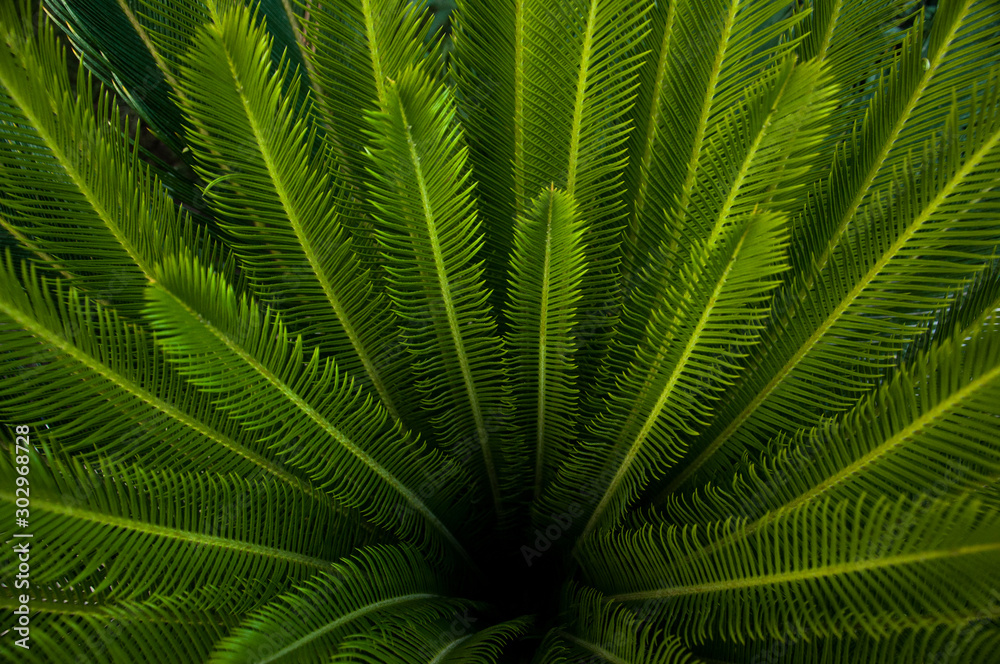 Green young palm leaves. Green floral background. Exotic plants. Only nature.