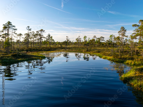 spring landscape in the swamp. small swamp lakes, moss and swamp pines, calm swamp water and beautiful glare