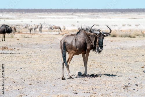 gnu antelope in desert