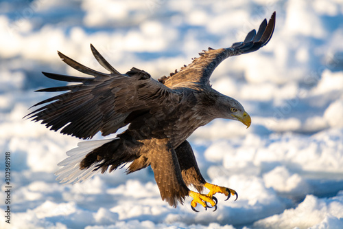 Sea Eagles in Rausu Hokkaido Japan