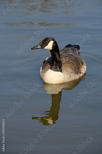 Canada Goose