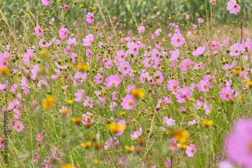 Fototapeta Naklejka Na Ścianę i Meble -  landscape flowers in color pink