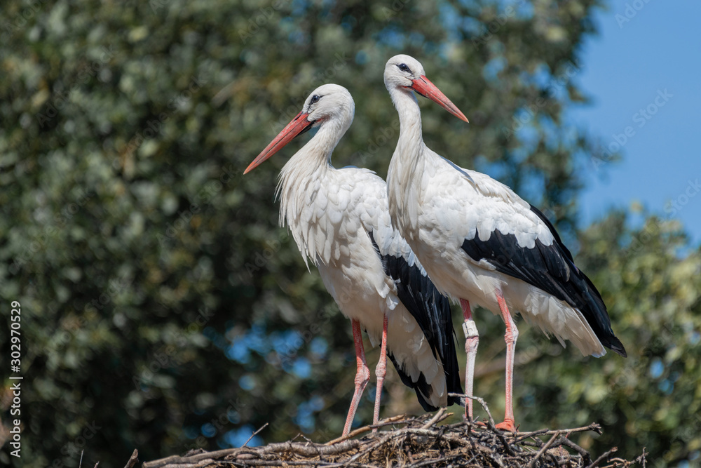Fototapeta premium Two storks on a huge nest .