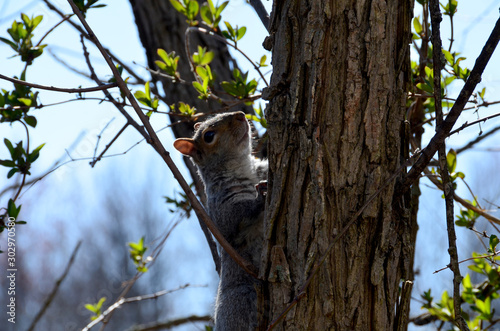 Grey Squirrel III