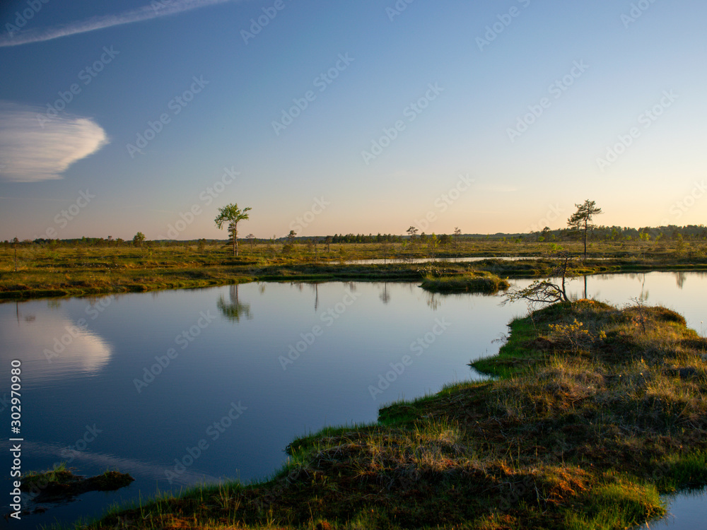 spring landscape in the swamp.  small swamp lakes, mosses and swamp pines.  small island of swamp water and beautiful reflections