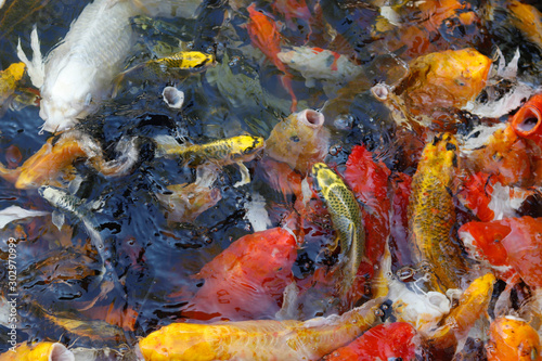 koi fish in pond © Ratchamas