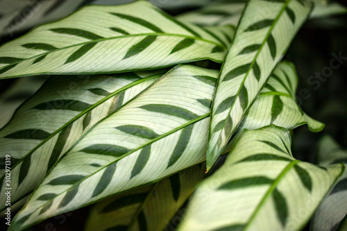 Close-up of marantaceae calathea leopardina evergreen leaves photo