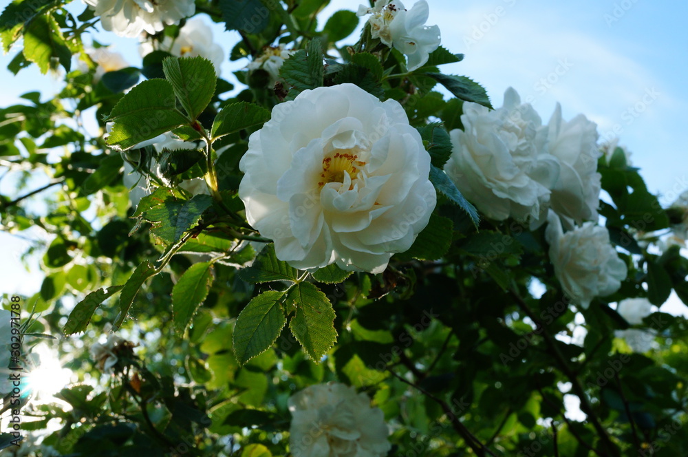 rose in garden rose in garden