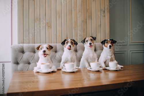 Obraz na plátne Four jack russell terriers sitting in front of cups