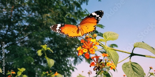 butterfly on a flower