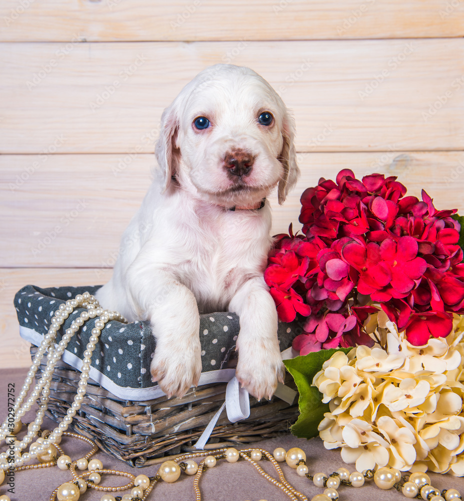 English setter puppy in a wood basket with flowers foto de Stock | Adobe  Stock