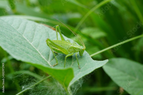 grasshopper on a green leaf