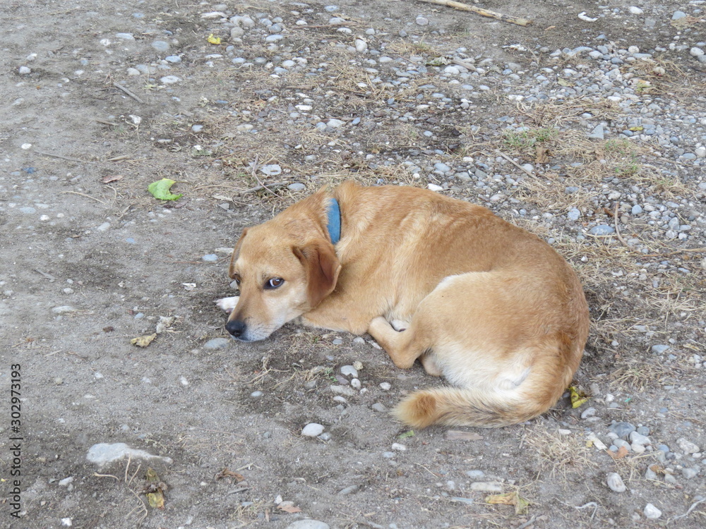 dog on the beach