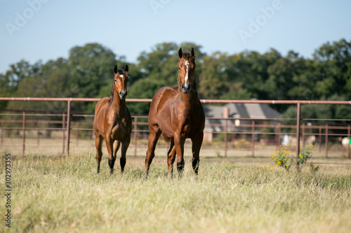 Young Curious Horses  photo