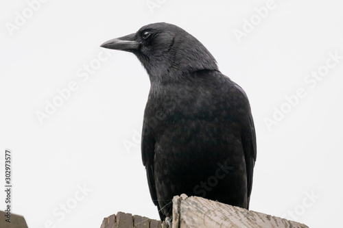 Close up of a crow isolated against a white background.