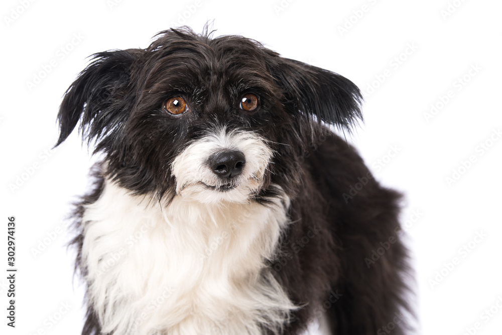 Chinese crested powderpuff dog isolated on white Chinese crested powderpuff dog isolated on white