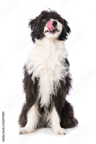 Canvas Print Licking dog isolated on white background