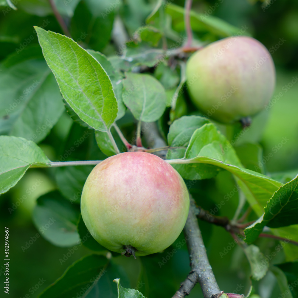 Two big green and red unripe apples on a tree ,branch. Two big green and red unripe apples on a tree ,branch.