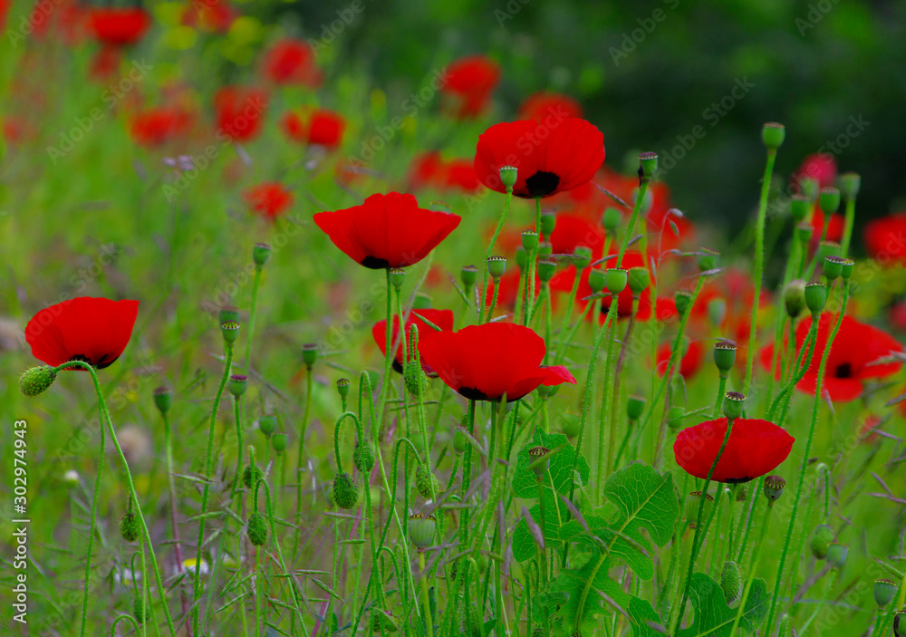 Obraz premium red poppies in a field