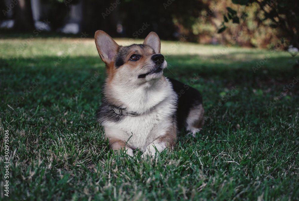  welsh corgi lies on the grass in the park