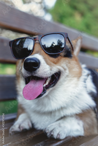 Dog in the park,  welsh corgi tricolor. Dog with glasses. © Ekaterina