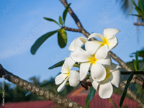 White frangipani flowers growing on koh pangan island photo