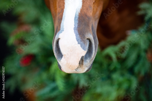 Foto Christmas Horse