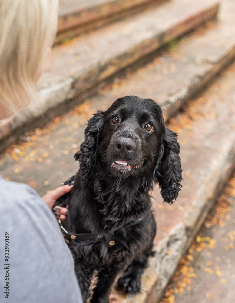 Black Cocker Spaniel sitting on the stairs with the owner in an autumn day Black Cocker Spaniel sitting on the stairs with the owner in an autumn day