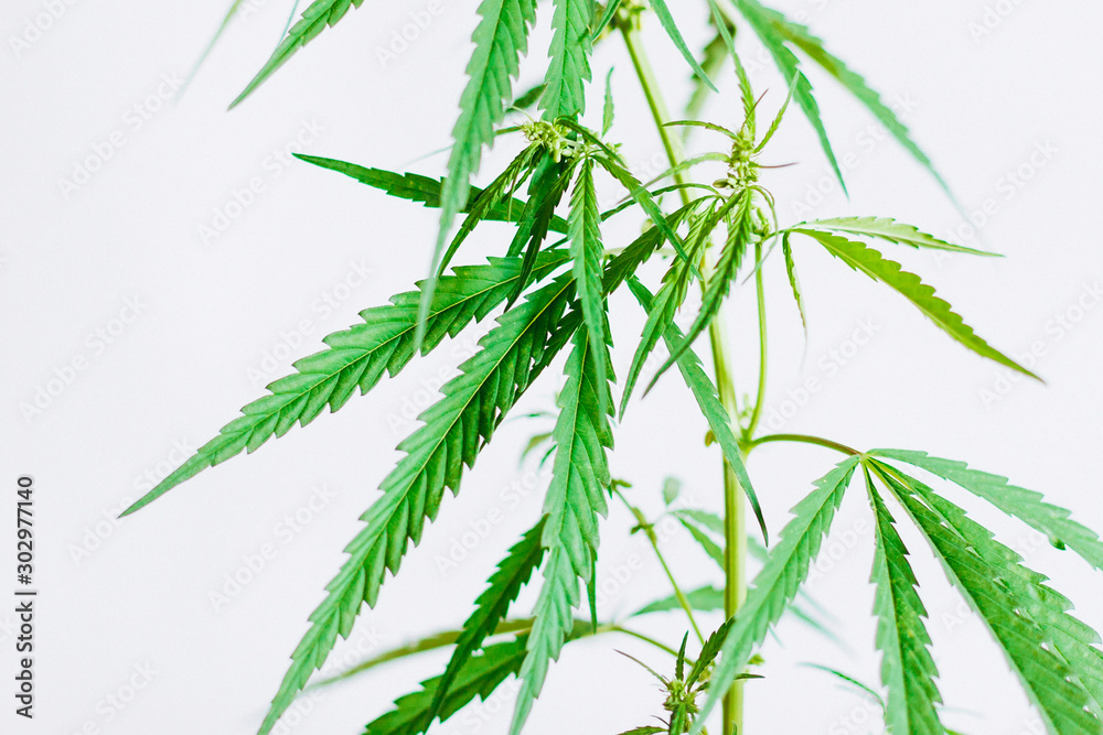 Marijuana leaves, cannabis on a white background, Beautiful background of green cannabis flowers A place for copy space, indoor cultivation Marijuana leaves, cannabis on a white background, Beautiful background of green cannabis flowers A place for copy space, indoor cultivation