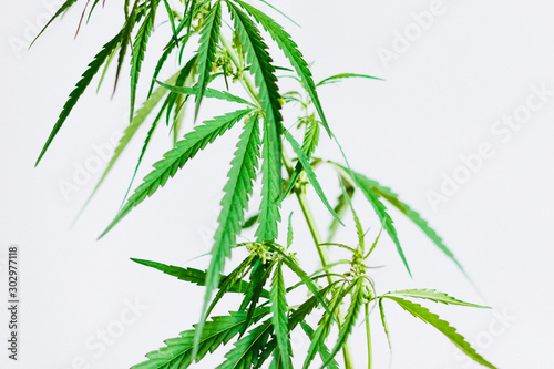 Marijuana leaves  cannabis on a white background  Beautiful background of green cannabis flowers A place for copy space  indoor cultivation