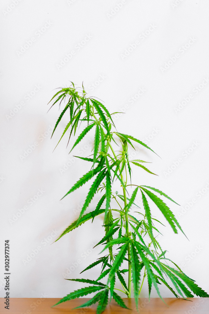 Marijuana leaves, cannabis on a white background, Beautiful background of green cannabis flowers A place for copy space, indoor cultivation Marijuana leaves, cannabis on a white background, Beautiful background of green cannabis flowers A place for copy space, indoor cultivation