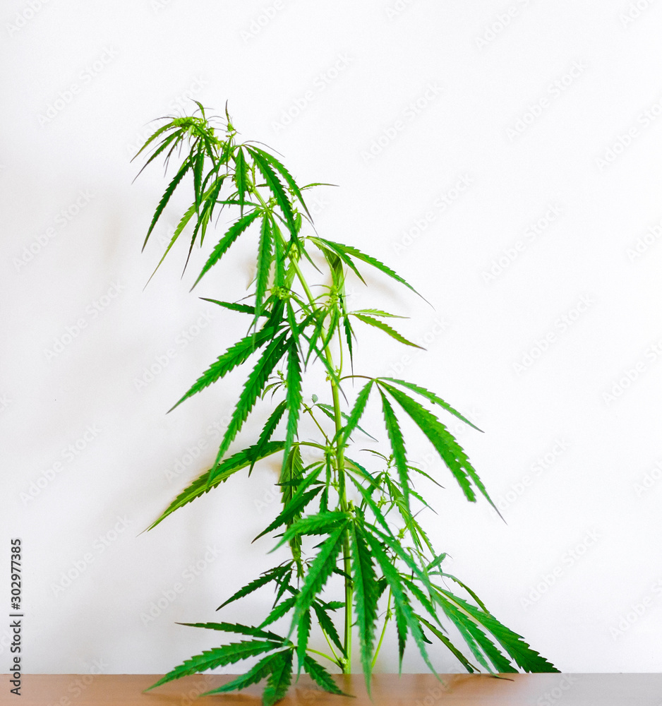 Marijuana leaves, cannabis on a white background, Beautiful background of green cannabis flowers A place for copy space, indoor cultivation Marijuana leaves, cannabis on a white background, Beautiful background of green cannabis flowers A place for copy space, indoor cultivation
