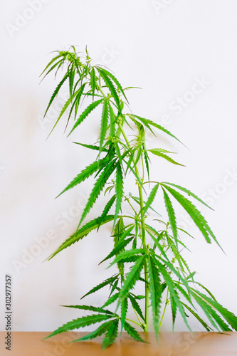 Marijuana leaves  cannabis on a white background  Beautiful background of green cannabis flowers A place for copy space  indoor cultivation