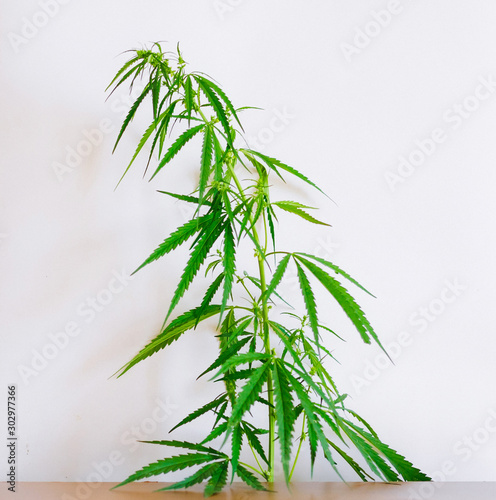 Marijuana leaves, cannabis on a white background, Beautiful background of green cannabis flowers A place for copy space, indoor cultivation